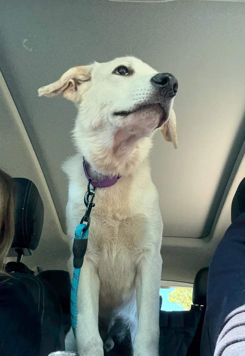 Georgie Porgie thumbnail 3