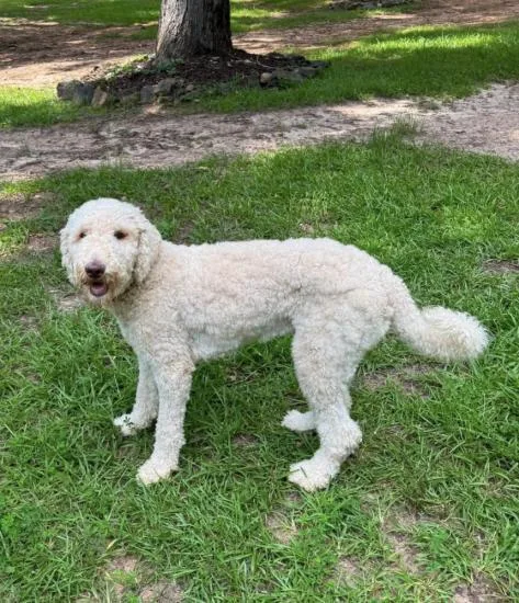 A young medium-sized male White / Cream Poodle dog named Blaine for adoption in Atlanta, GA