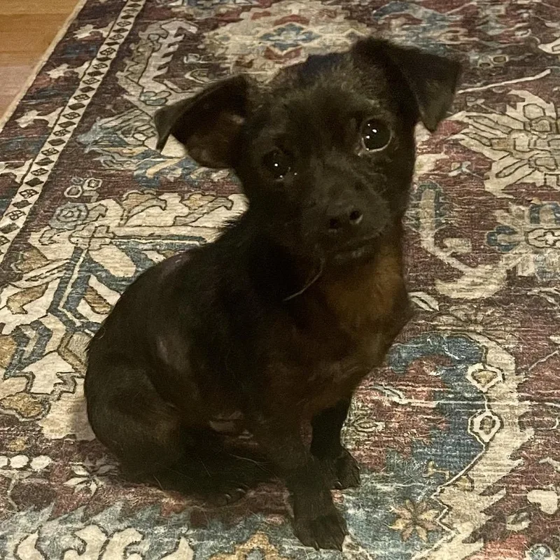 A young small-sized male Black Chihuahua dog named Dean for adoption in Crystal, MN