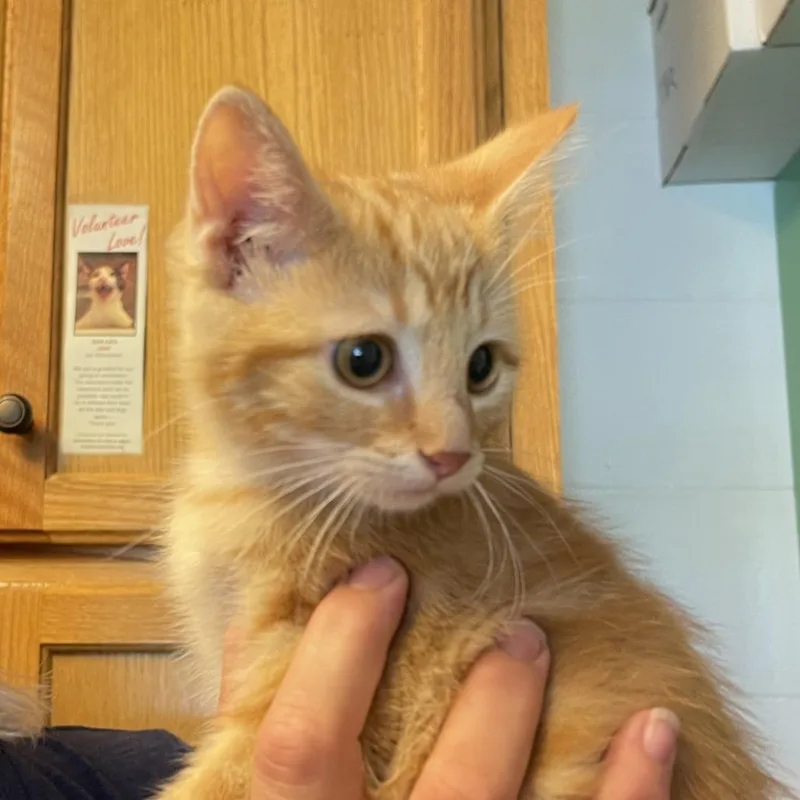 A baby small-sized female Orange / Red Domestic Short Hair cat named Ginger Snap for adoption in Albert Lea, MN