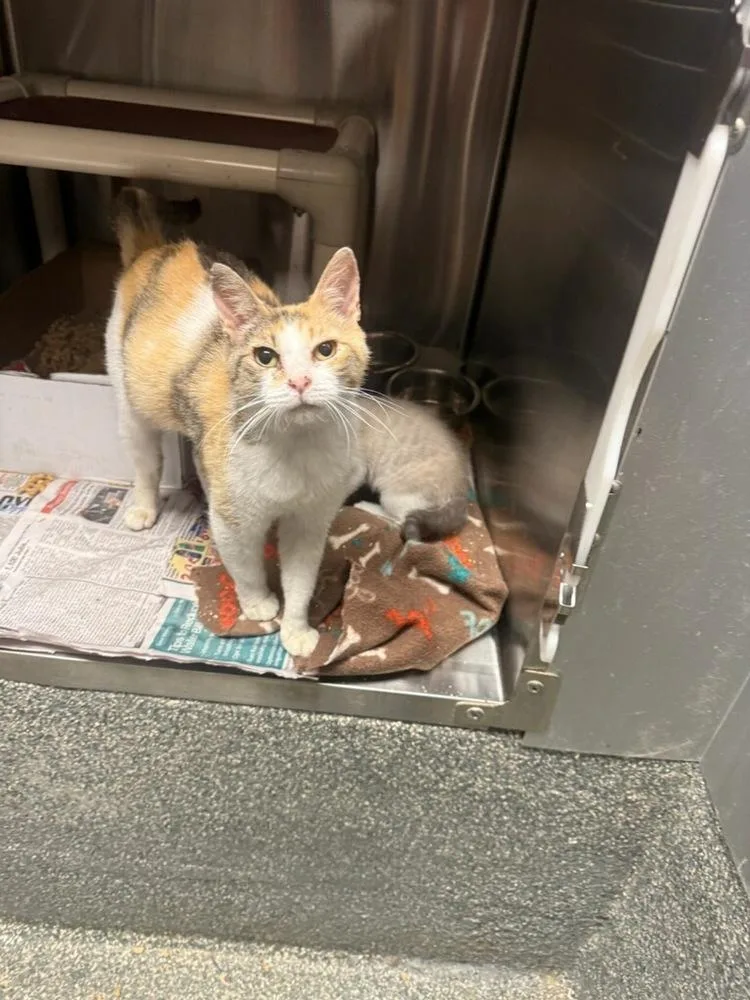 An adult medium-sized female Orange & White Domestic Short Hair cat named Collie for adoption in Albany, WI