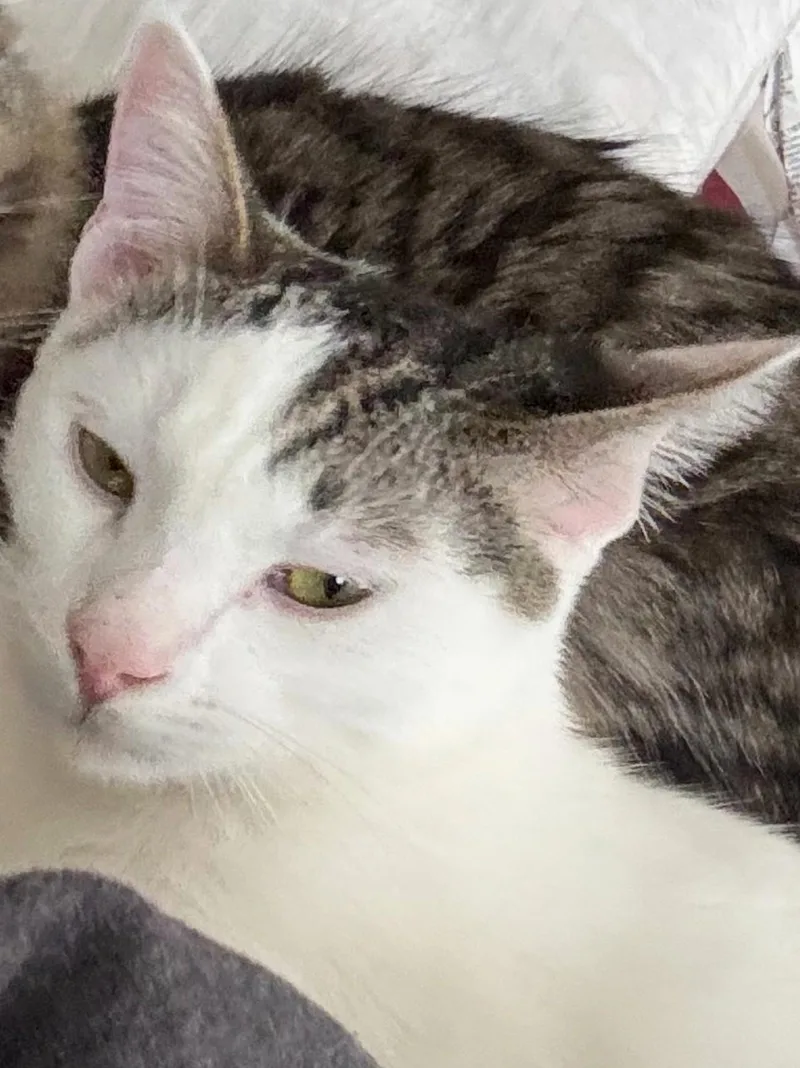 A young medium-sized male Tabby (Gray / Blue / Silver) Domestic Short Hair cat named Shep for adoption in Mission Viejo, CA