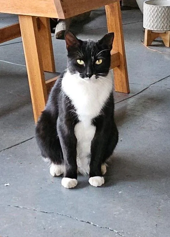An adult medium-sized female Black & White / Tuxedo Tuxedo cat named High Socks for adoption in San Jose, CA