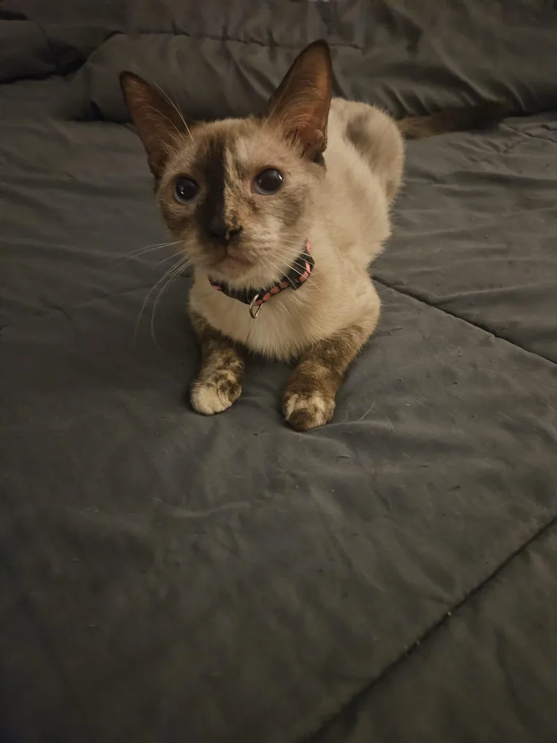 Luna thumbnail 2