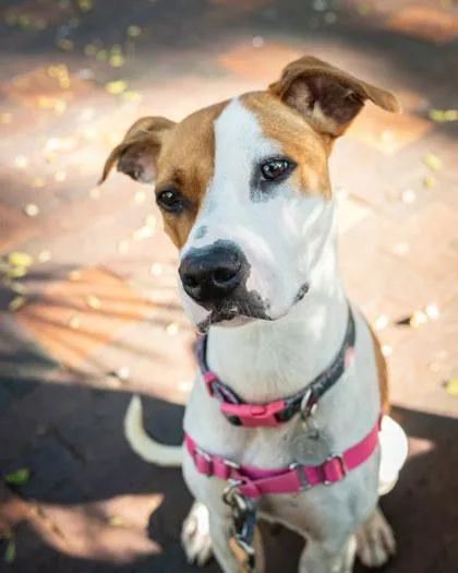 An adult medium-sized female Terrier dog named Honey Lei for adoption in Honolulu, HI