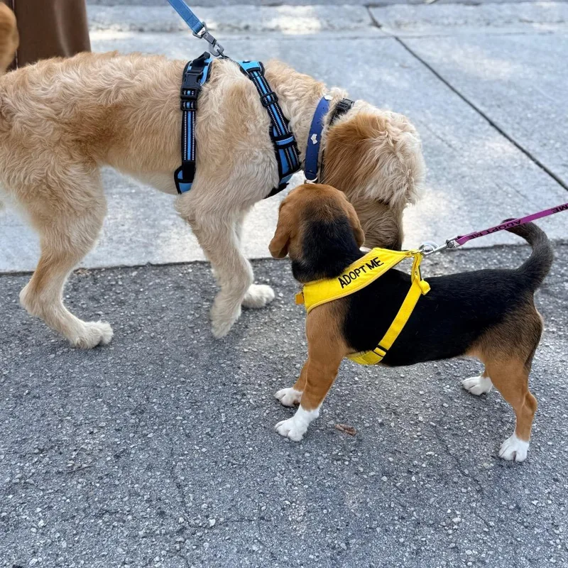 A young small-sized female Brown / Chocolate Beagle dog named Rosie Belle for adoption in Miami, FL