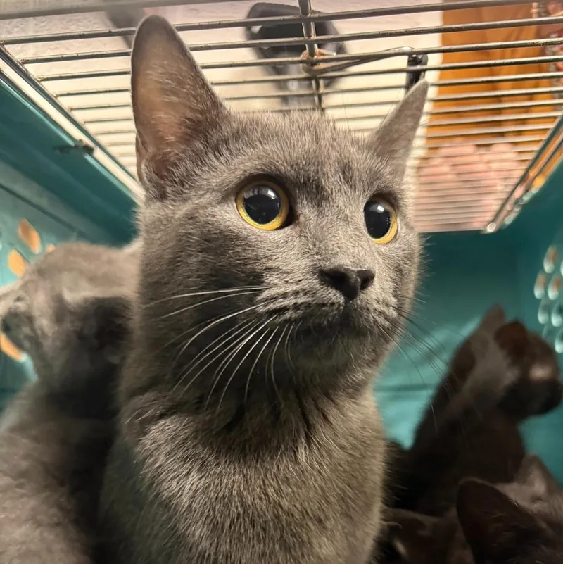 A baby medium-sized female Domestic Short Hair cat named Grace for adoption in Ewing, NJ