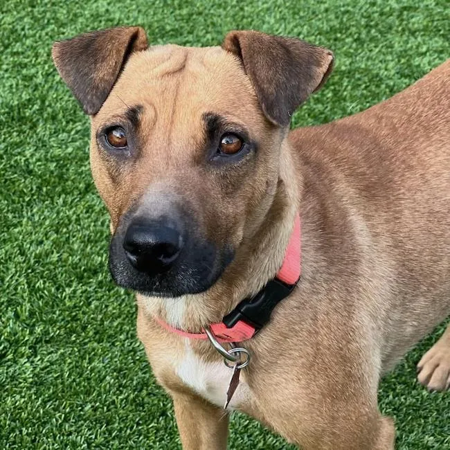 A young medium-sized female Shepherd dog named Fantasia for adoption in San Diego, CA