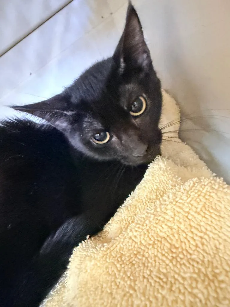A baby small-sized female Domestic Short Hair cat named Laci for adoption in Neosho, MO