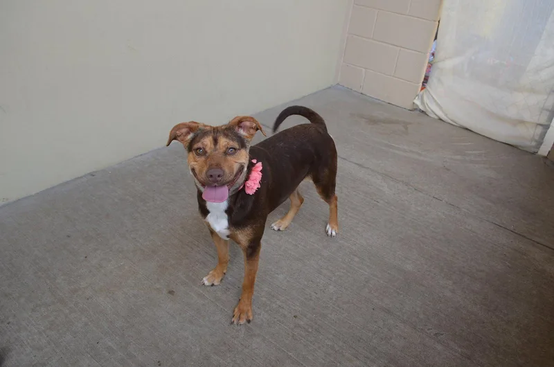 A young medium-sized female Shepherd dog named Peggy for adoption in McKinney, TX