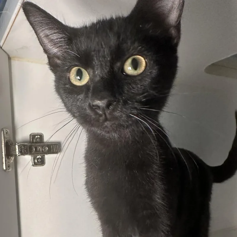 A baby small-sized male Black Domestic Short Hair cat named Melman for adoption in San Antonio, TX
