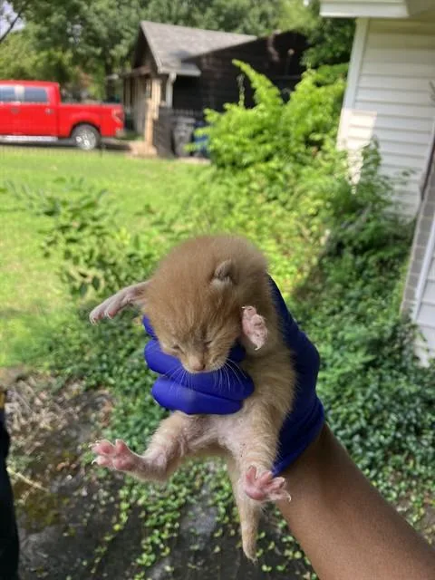 A baby small-sized male Domestic Short Hair cat named Howl for adoption in Dallas, TX