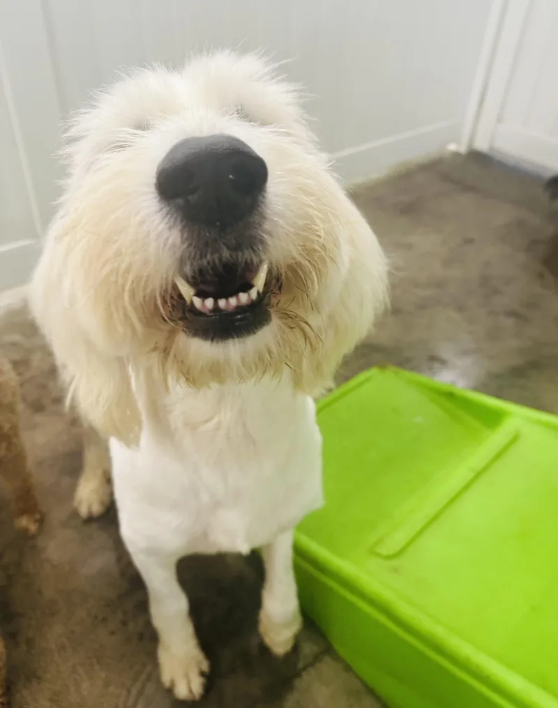 A young large-sized male White / Cream Sheepadoodle dog named Trace for adoption in Brooklyn, NY