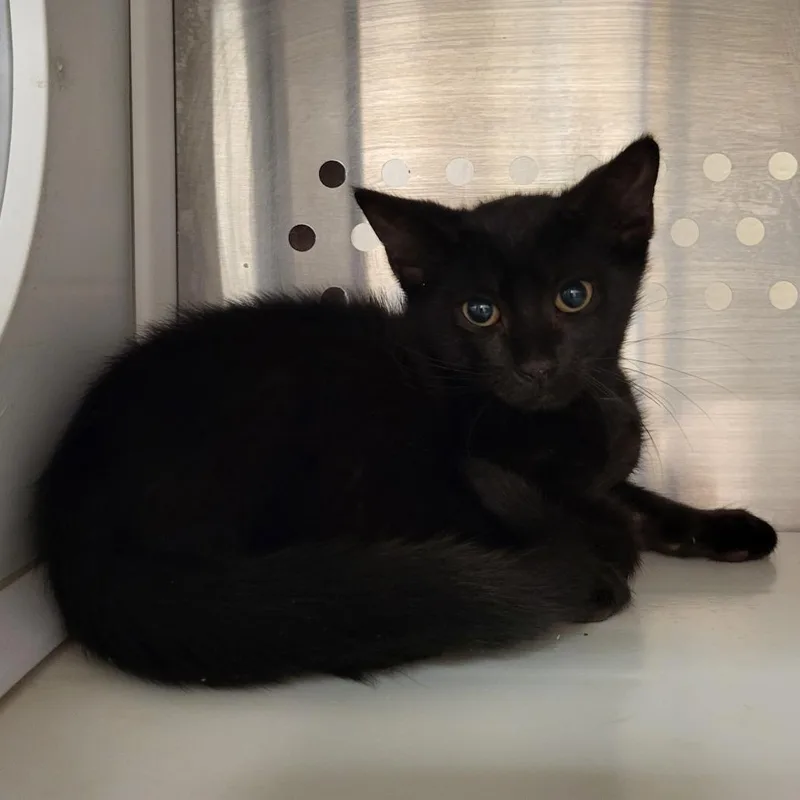 A baby small-sized male Black Domestic Short Hair cat named Snape for adoption in Lake Panasoffkee, FL
