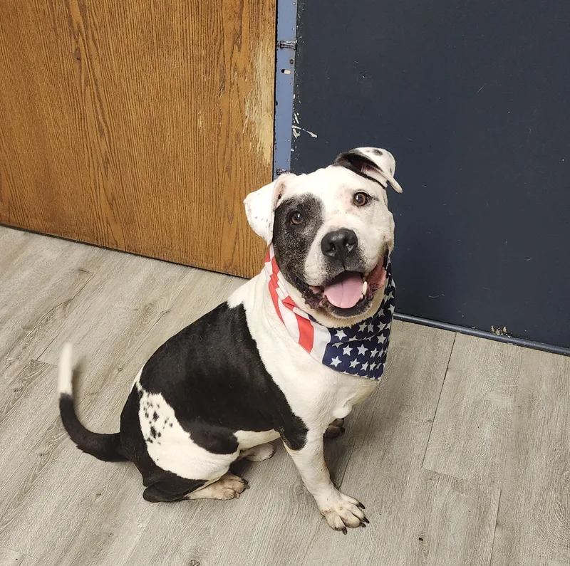 An adult large-sized male Black Pit Bull Terrier dog named Tank for adoption in Mansfield, OH