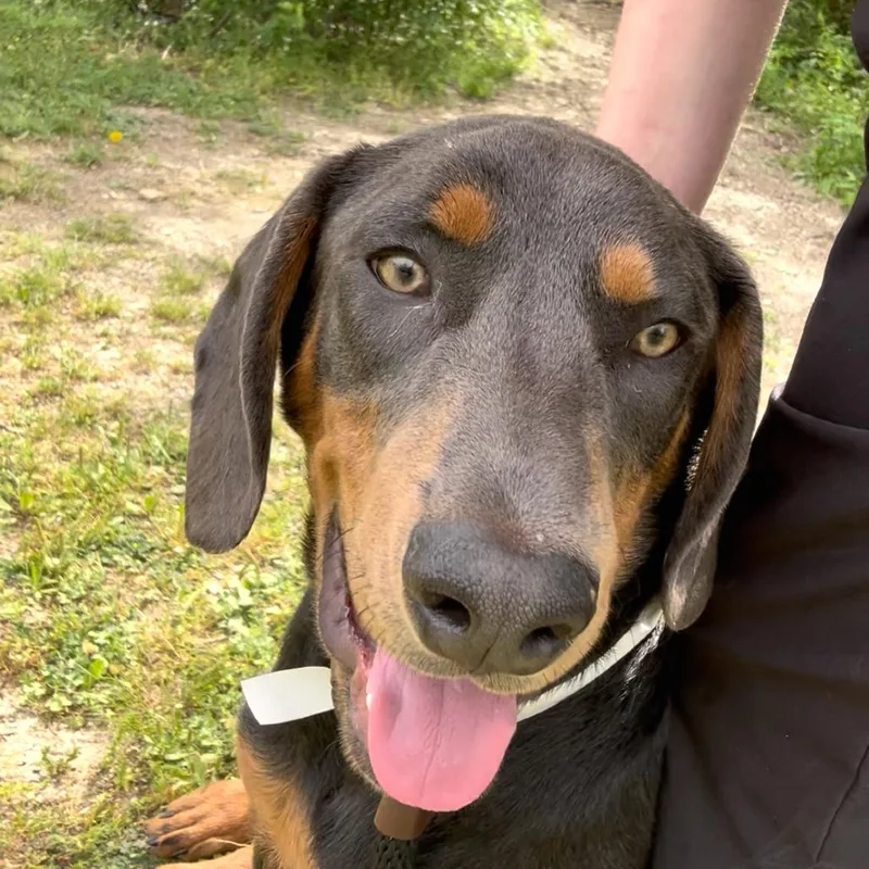 A young large-sized male Black Hound dog named Drew for adoption in Birmingham, AL
