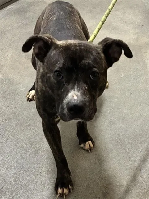 A young medium-sized male Pit Bull Terrier dog named Eli for adoption in Upper Marlboro, MD