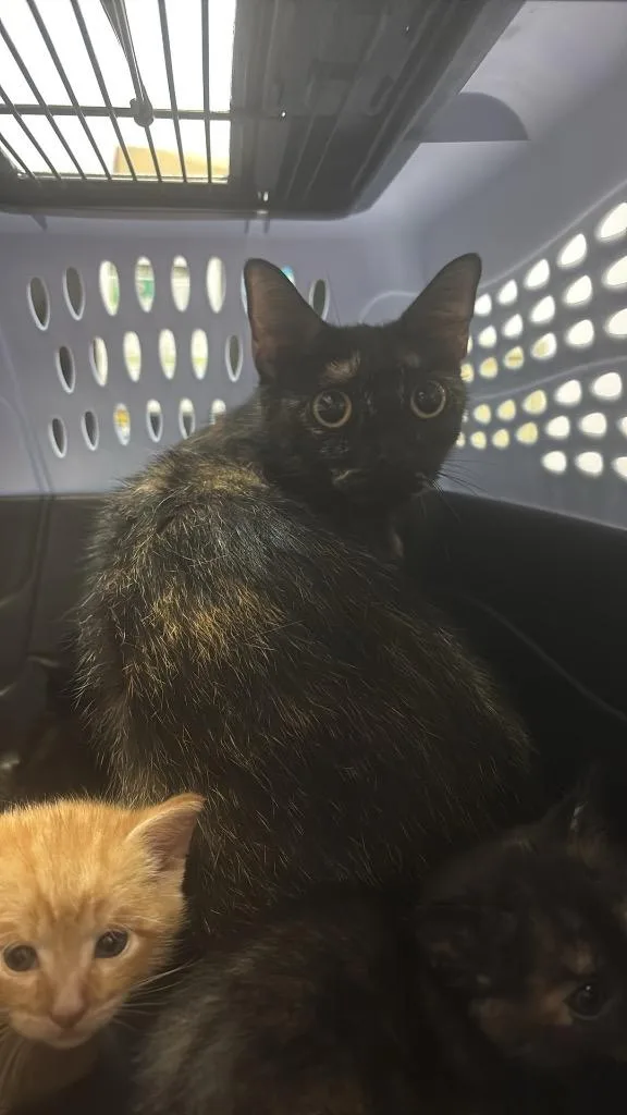 A young medium-sized female Domestic Short Hair cat named Ice Cream for adoption in New Braunfels, TX