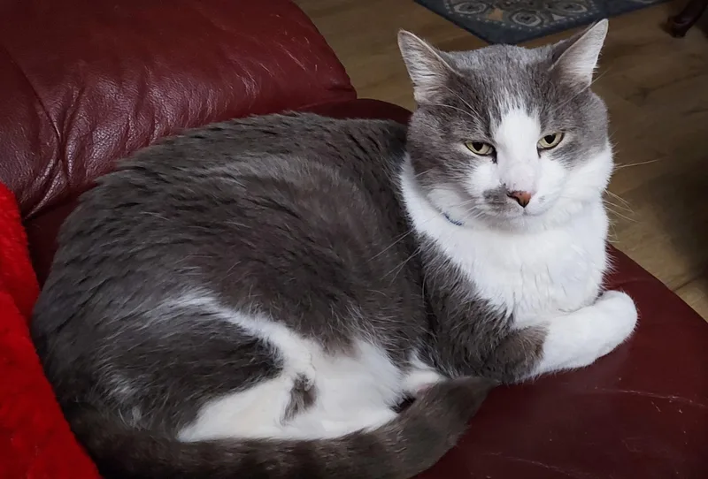A senior large-sized male Gray & White Domestic Short Hair cat named Merlin for adoption in Monterey, CA