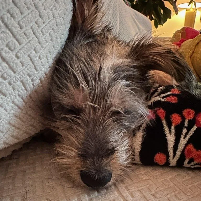A young small-sized male Black Yorkshire Terrier dog named Tater Tot for adoption in Greenville, SC