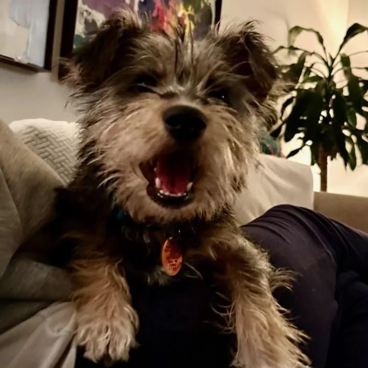 Tater Tot thumbnail 2