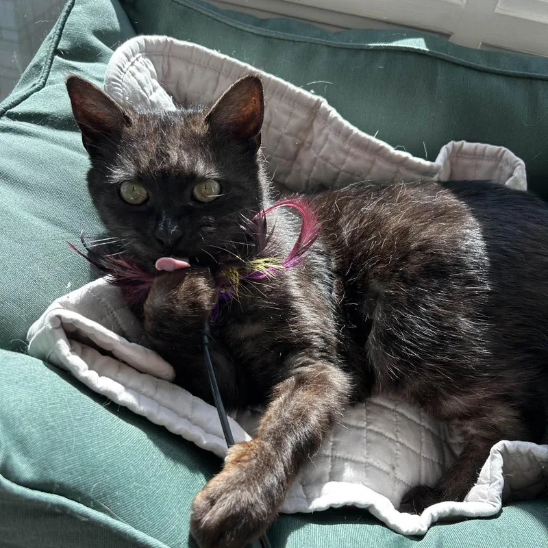 A senior medium-sized female Black Domestic Short Hair cat named Jaz for adoption in Point Richmond, CA