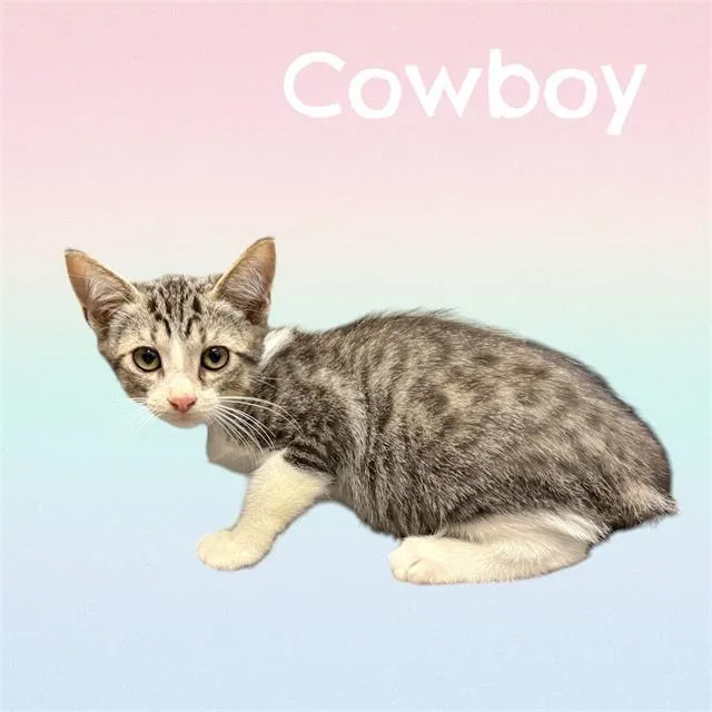 A baby small-sized male Domestic Short Hair cat named Cowboy for adoption in Visalia, CA