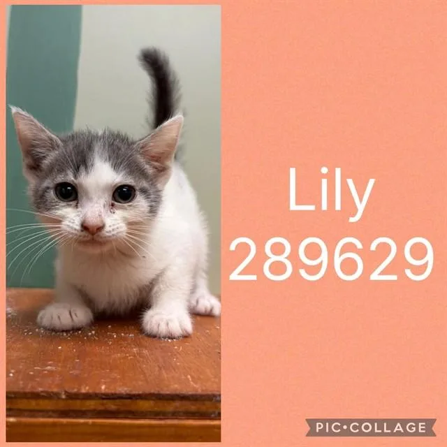 A baby small-sized female Domestic Short Hair cat named Lily for adoption in Macon, GA