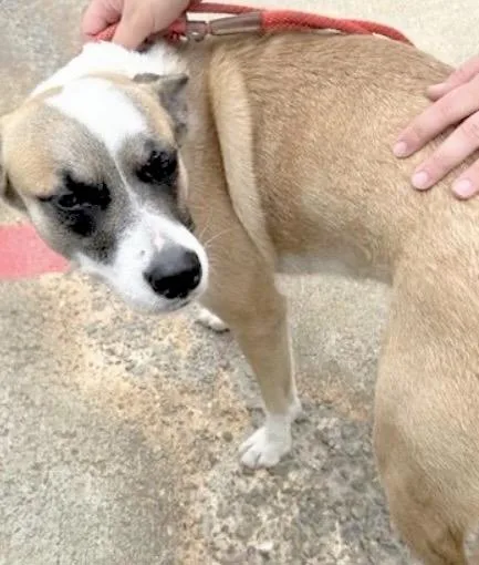 A young medium-sized female Australian Cattle Dog / Blue Heeler dog named A for adoption in Houston, TX