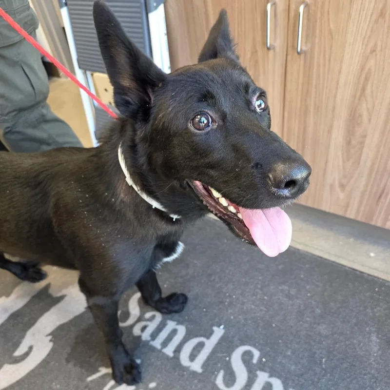 A young medium-sized male Black Labrador Retriever dog named Goose for adoption in Sand Springs, OK