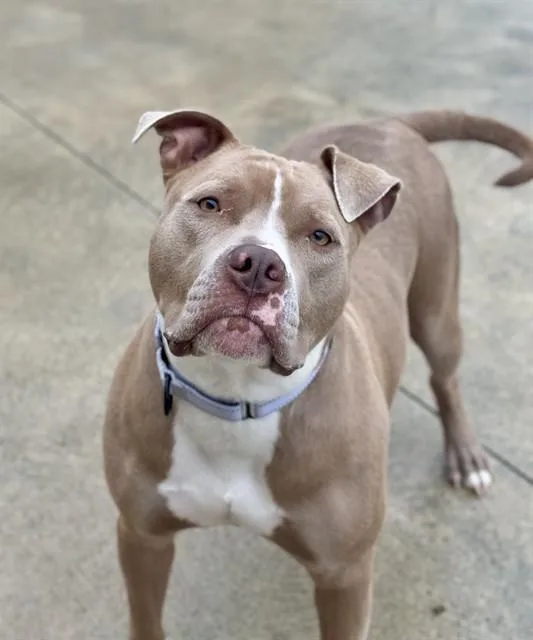 A young medium-sized female Pit Bull Terrier dog named Olive for adoption in Aliquippa, PA