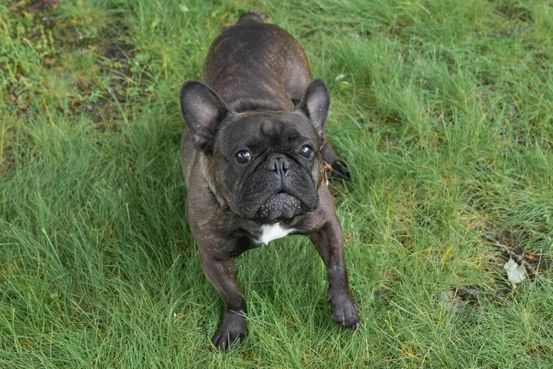 An adult small-sized male Brown / Chocolate French Bulldog dog named Leo for adoption in Columbus, OH