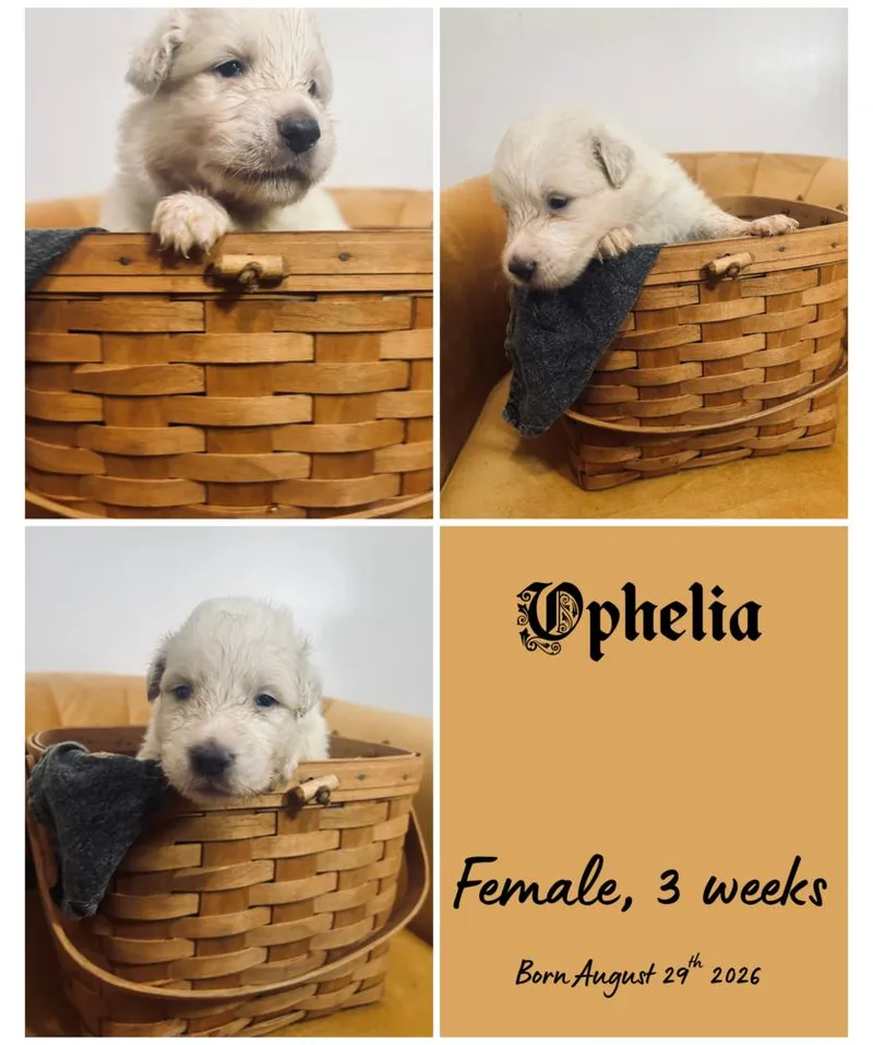 A baby small-sized female Border Collie dog named Ophelia for adoption in Milton, FL