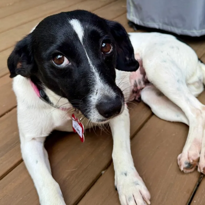 An adult small-sized female Black Jack Russell Terrier dog named Starz for adoption in Wake Forest, NC