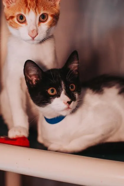 A young small-sized male Domestic Short Hair cat named a Eclipse PetSmart Mt. for adoption in North Charleston, SC