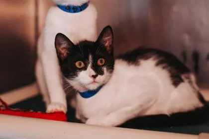 a Eclipse PetSmart Mt. thumbnail 2