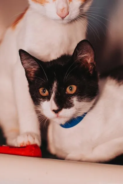 a Eclipse PetSmart Mt. thumbnail 3