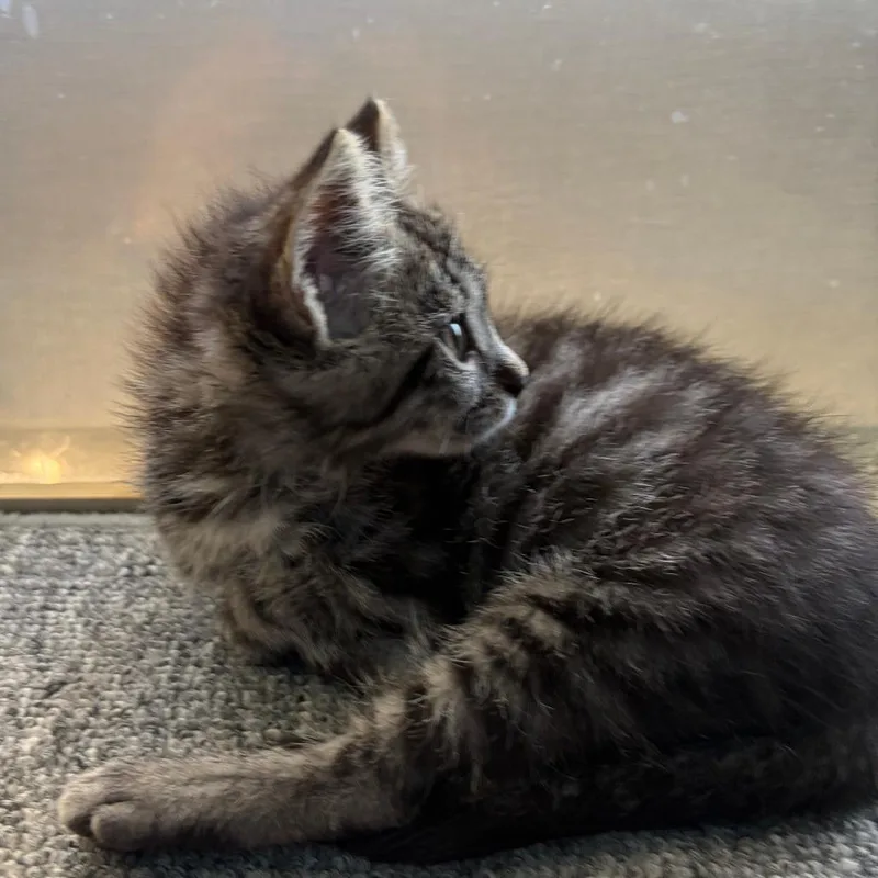 A baby small-sized female Brown / Chocolate Domestic Short Hair cat named Hailey for adoption in Pleasanton, CA