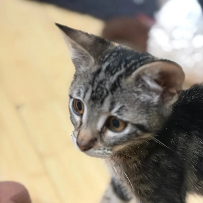Hailey thumbnail 2