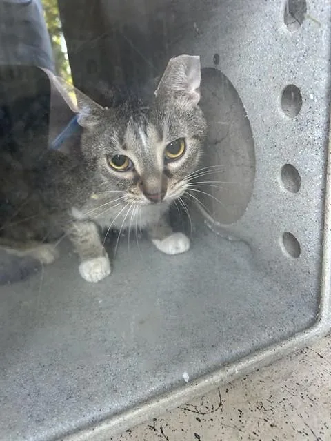 An adult small-sized male Domestic Short Hair cat named Turtle for adoption in Louisville, KY