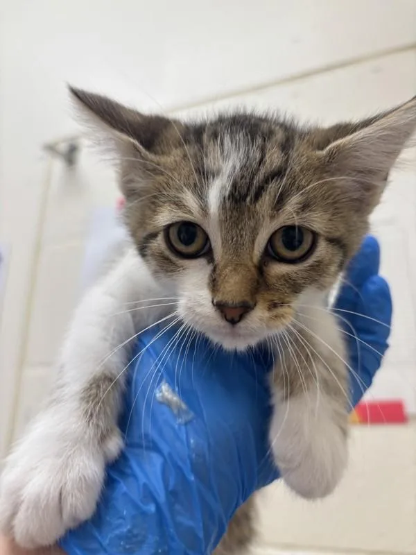 A baby small-sized female Domestic Short Hair cat named Regan for adoption in Santa Rosa, CA