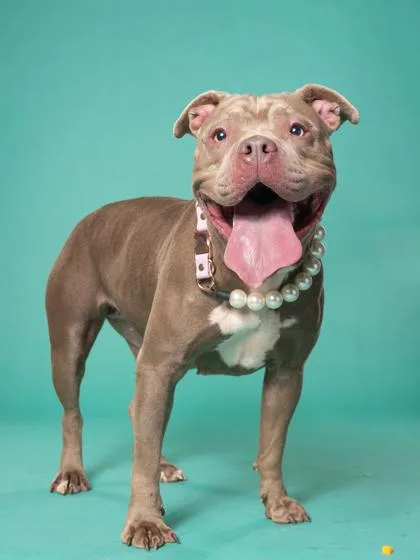 An adult medium-sized female Pit Bull Terrier dog named PB Jenny for adoption in Atlanta, GA