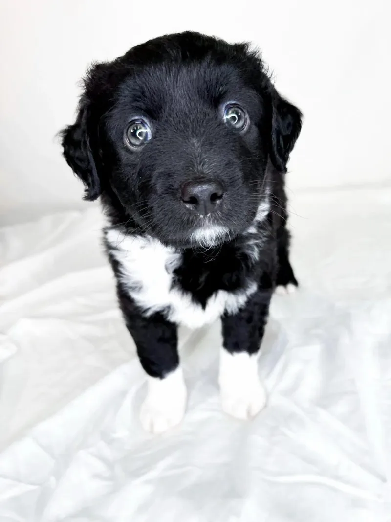 A baby medium-sized male Black Australian Shepherd dog named Roni for adoption in Bixby, OK