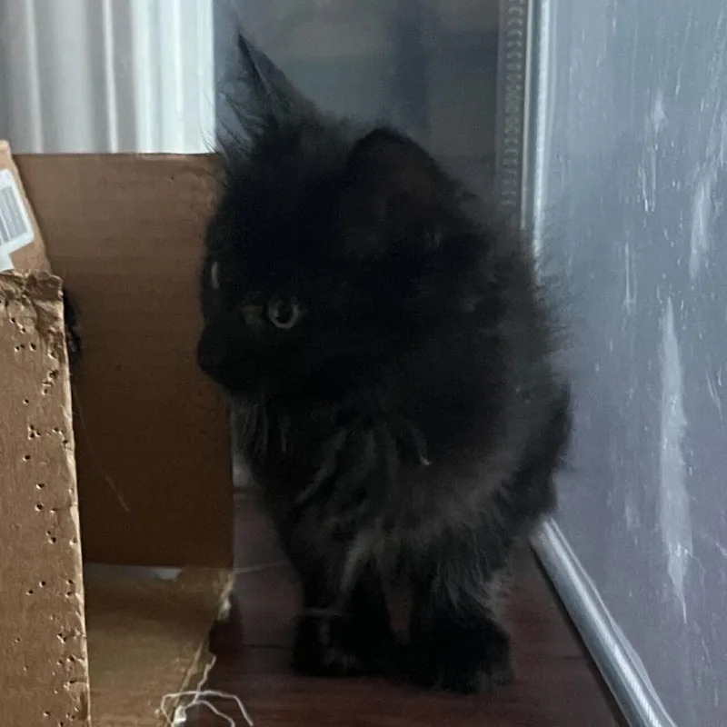 A baby small-sized female Black Domestic Medium Hair cat named Gouda for adoption in Sunnyvale, CA