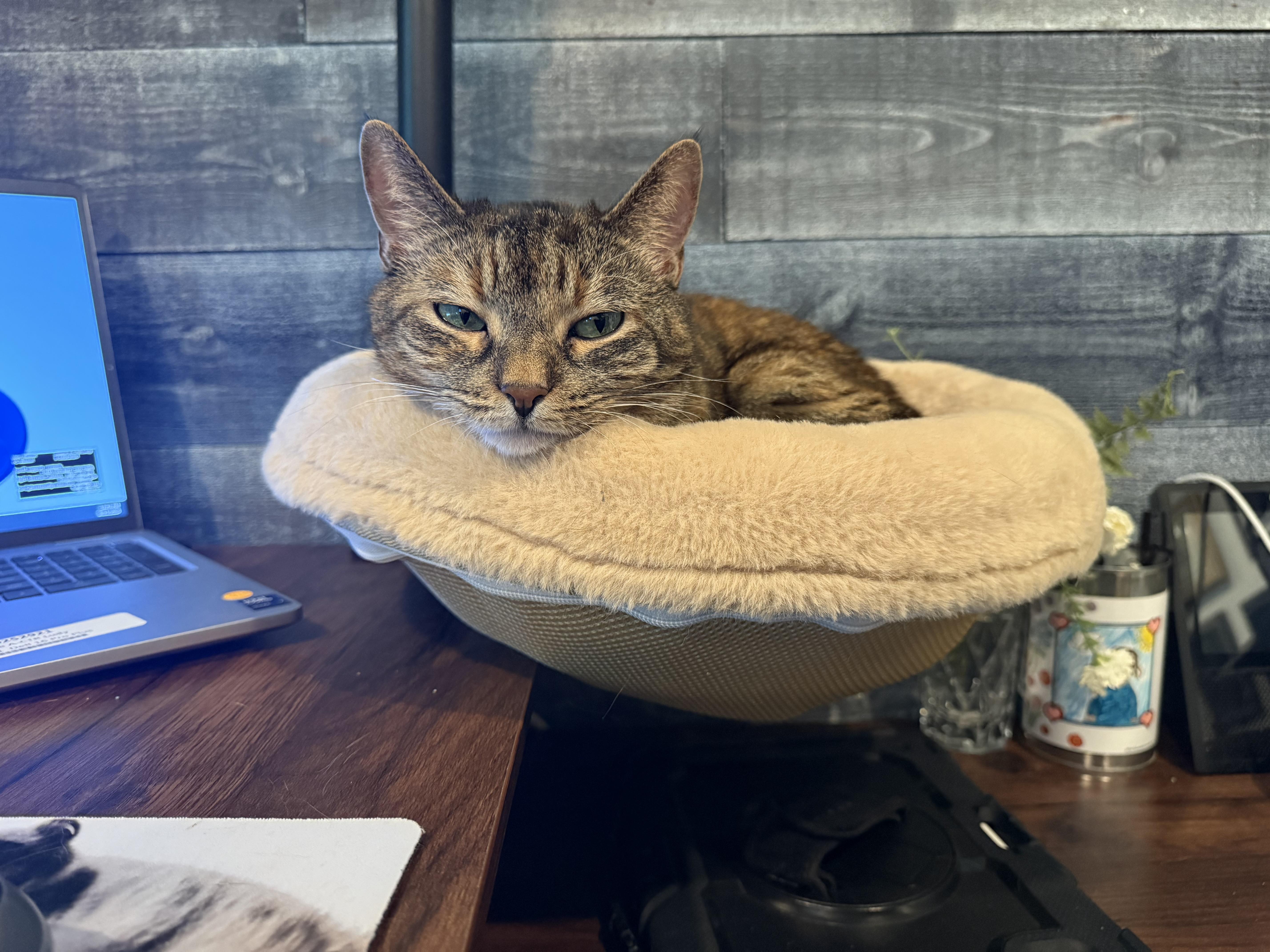 A senior large-sized female Tabby (Buff / Tan / Fawn) Domestic Short Hair cat named Joan for adoption in Galloway, NJ