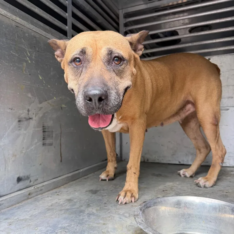 An adult medium-sized female Yellow / Tan / Blond / Fawn Pit Bull Terrier dog named Pookie Bear for adoption in Edinburg, TX