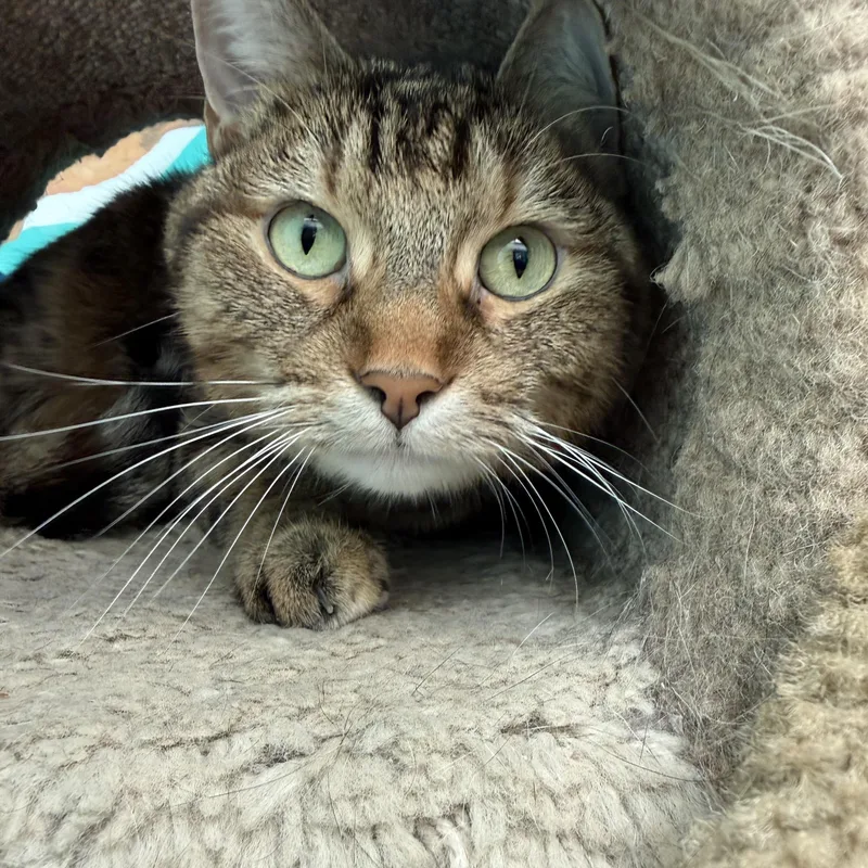 An adult medium-sized female Tabby cat named Hitch for adoption in Newport Beach, CA