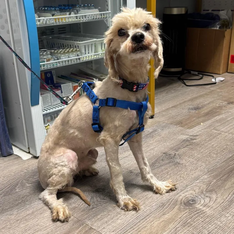 An adult small-sized male White / Cream Miniature Poodle dog named Cooper for adoption in Northville, MI