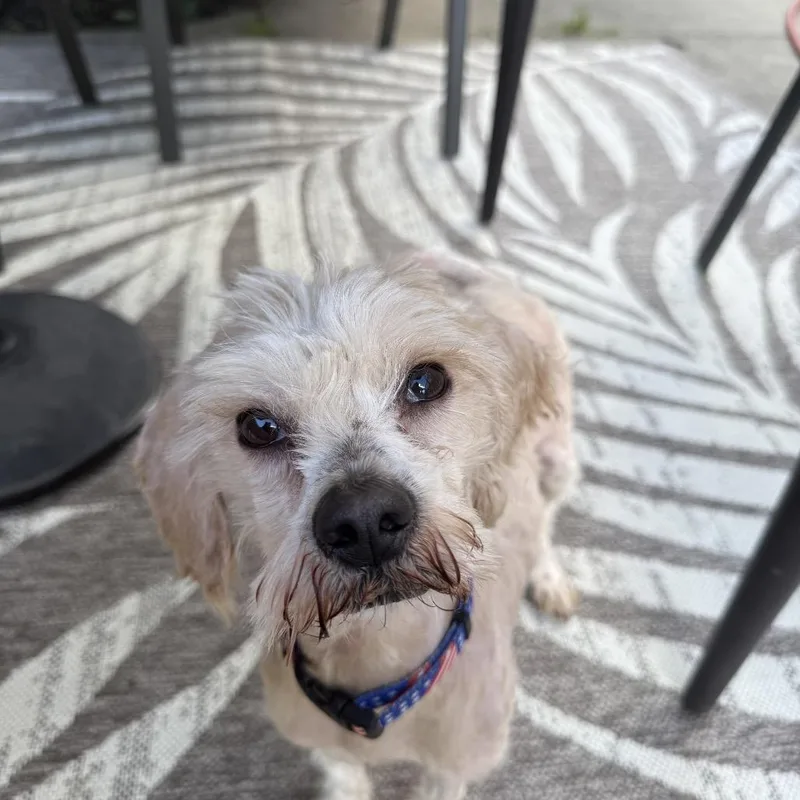 Cooper thumbnail 3