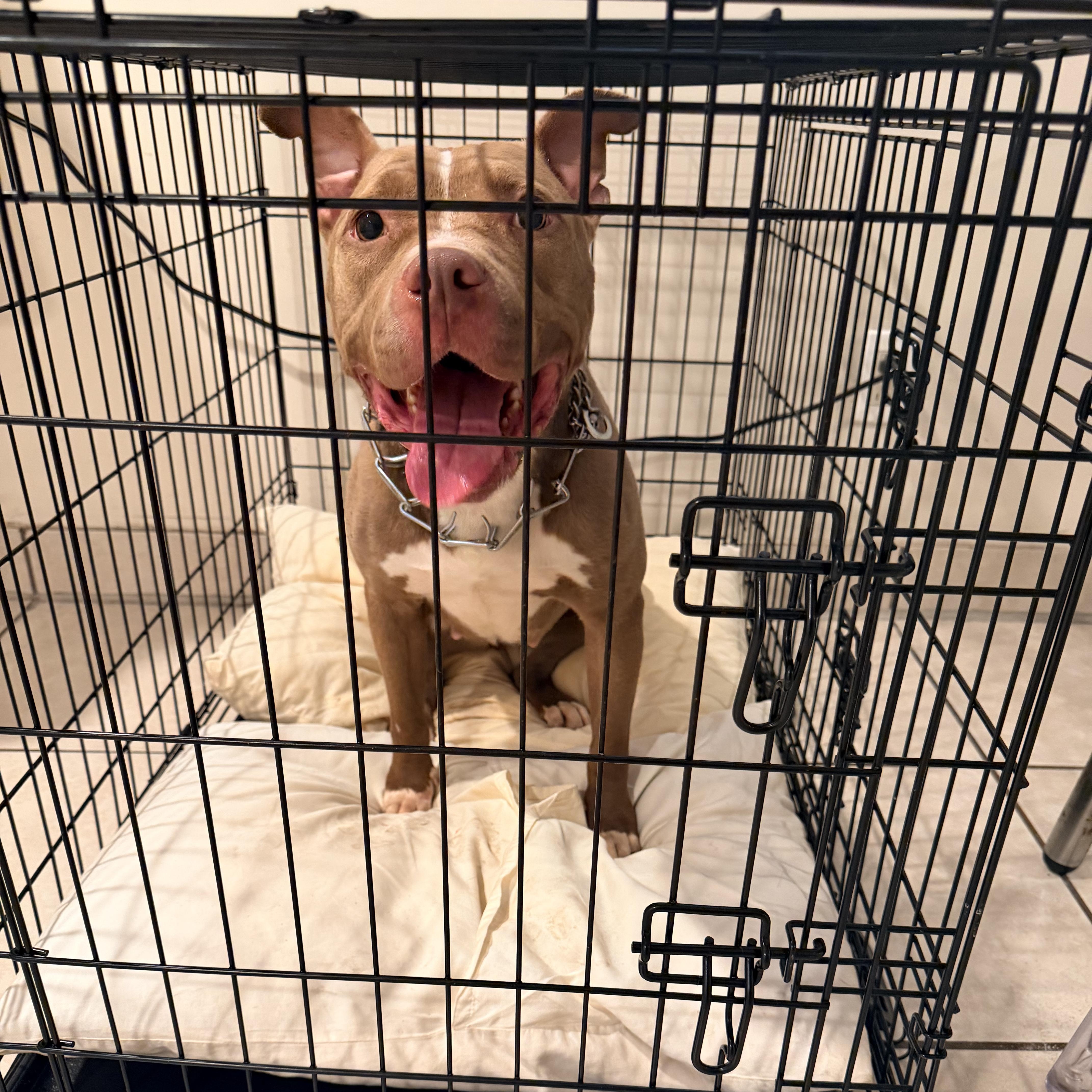 A young medium-sized female Apricot / Beige Pit Bull Terrier dog named Daisy for adoption in Staten Island, NY